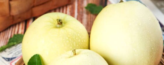 怎样挑选白甜瓜