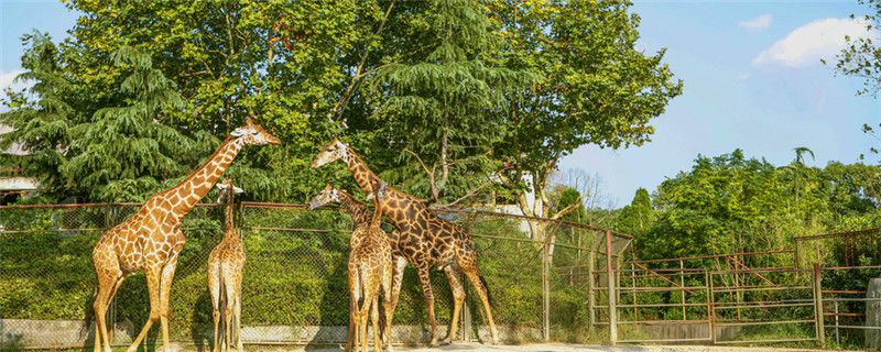 长颈鹿是哺乳动物吗