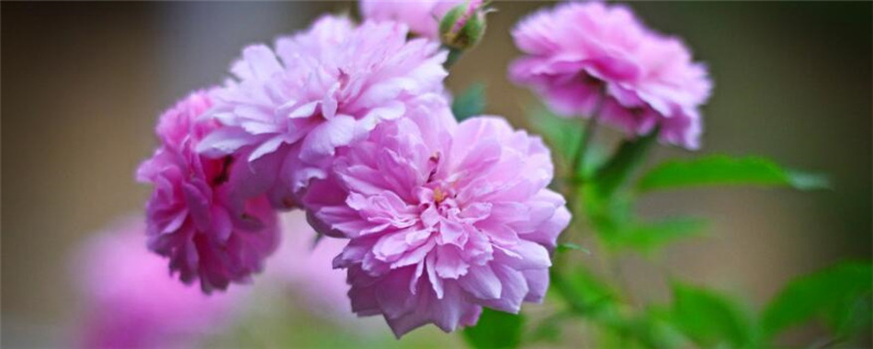 康乃馨种植的注意事项