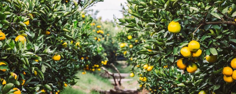 桔子树苗移栽注意事项