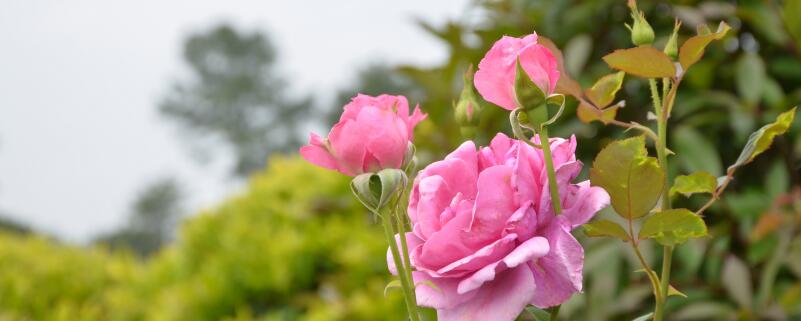 树状月季种植注意事项