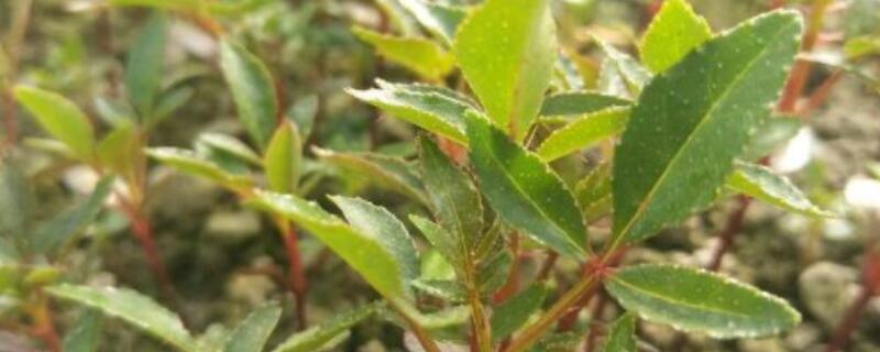 花椒苗怎么施肥