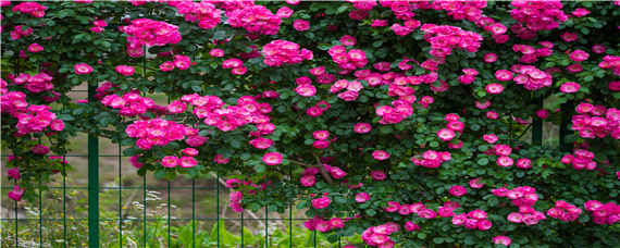 蔷薇花的花期是多久