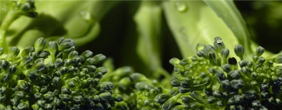 蔬菜叶面肥有哪些品种