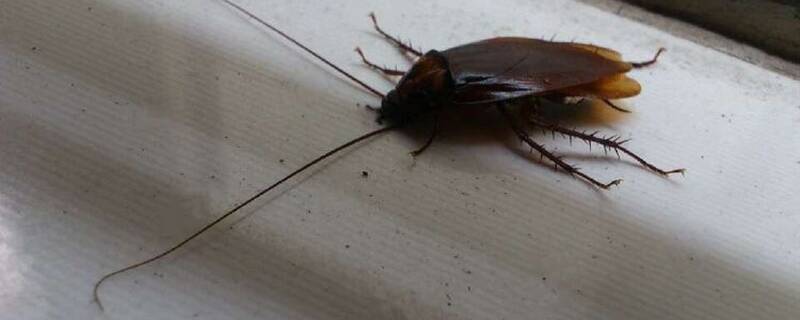 蟑螂怕什么花和植物