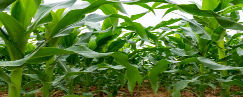 松嫩平原主要粮食作物