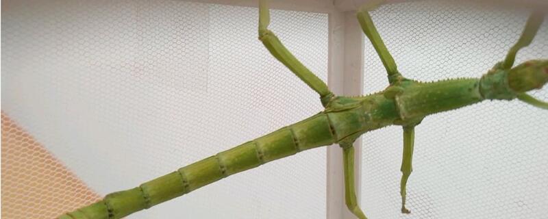 竹节虫是益虫还是害虫