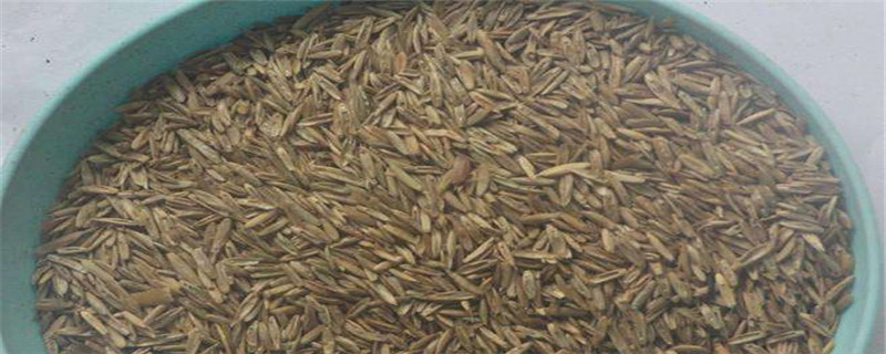 种植草籽应注意事项