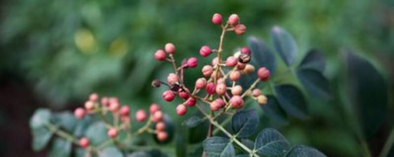 花椒树三年苗多久挂果