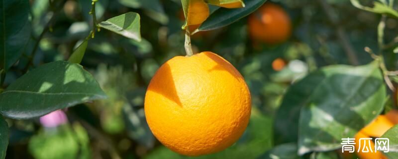 种植水果需注意事项