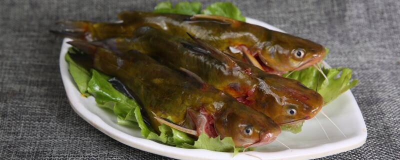 黄骨鱼是海鱼吗