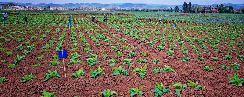 种烟草怎么施肥