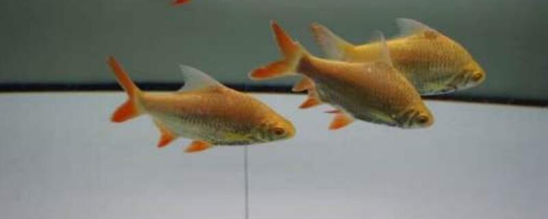 泰国鲫和什么混养