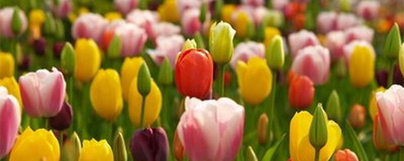 种植郁金香注意事项