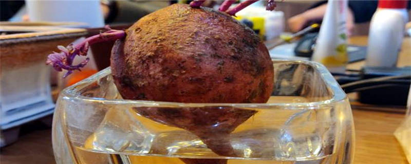 水泡红薯盆栽种植方法