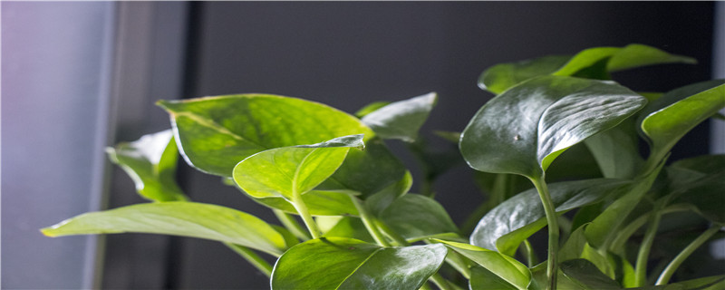 绿航绿萝的养殖方法