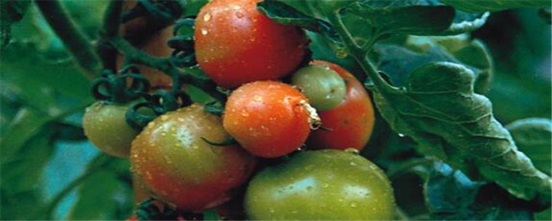 番茄树怎么过冬