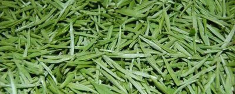 信阳产的什么茶