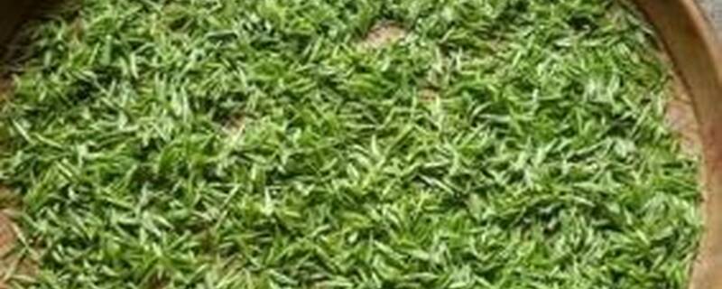 江西婺源产什么茶