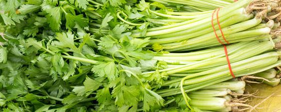 芹菜低温催芽方法