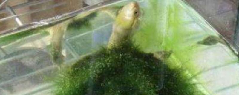 绿毛龟怎么过冬