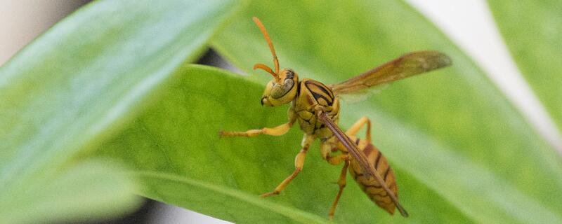马蜂怎么养殖技术