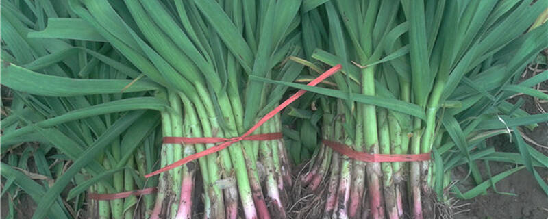 蒜苗种植时的注意事项