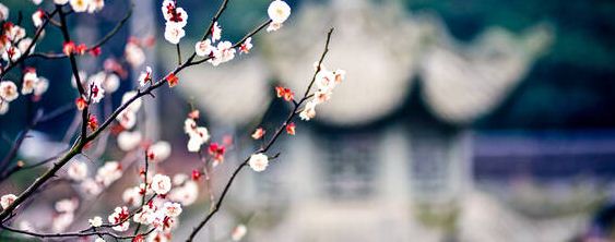 梅花的花期是多久