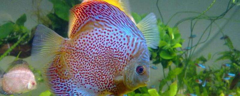 七彩燕鱼繁殖方法