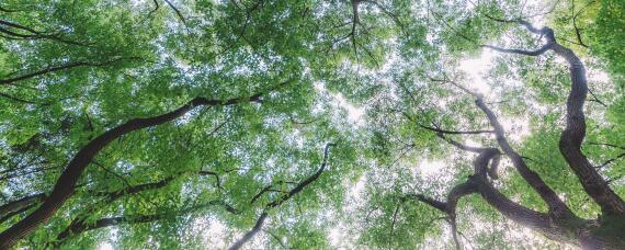 紫檀适宜种植地区