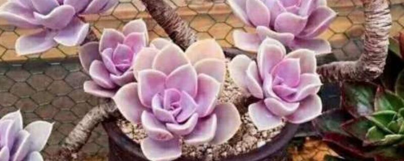 紫珍珠种植注意事项