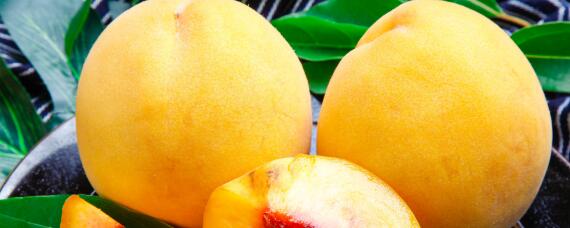 黄桃施肥最佳时间