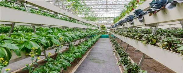 常见的无土栽培蔬菜有哪些