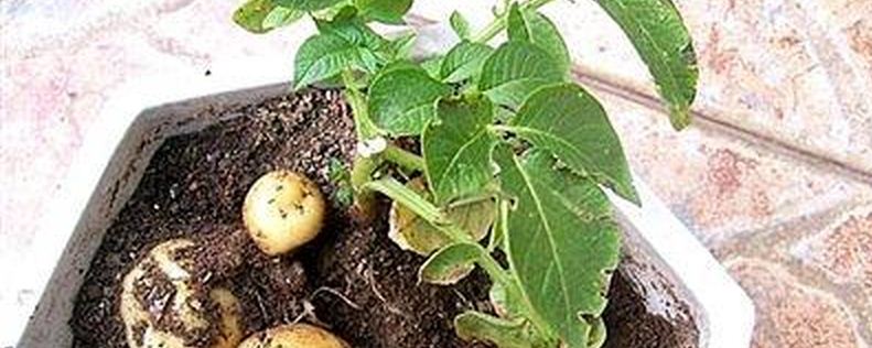 土豆盆栽种植注意事项