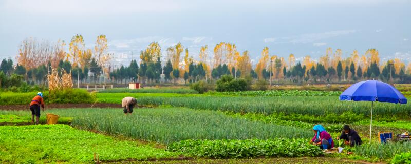 怎么用大粪施肥