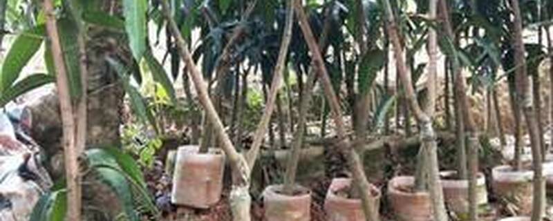 芒果什么时候嫁接好
