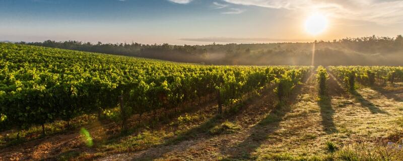 法国种植葡萄的有利条件