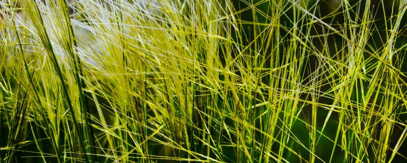 阔叶杂草有哪些