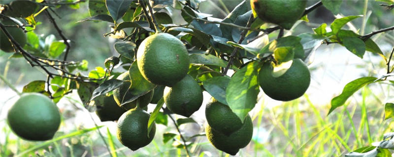柠檬树种植注意事项