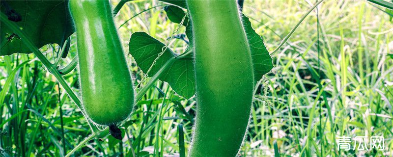种植夜开花的注意事项