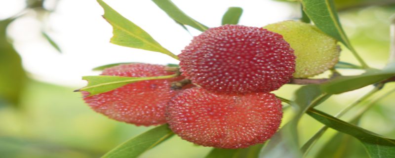 杨梅树怎么分公母