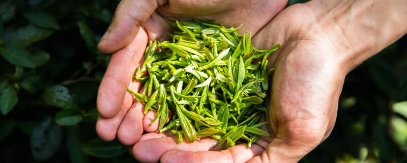 什么时候喝什么茶