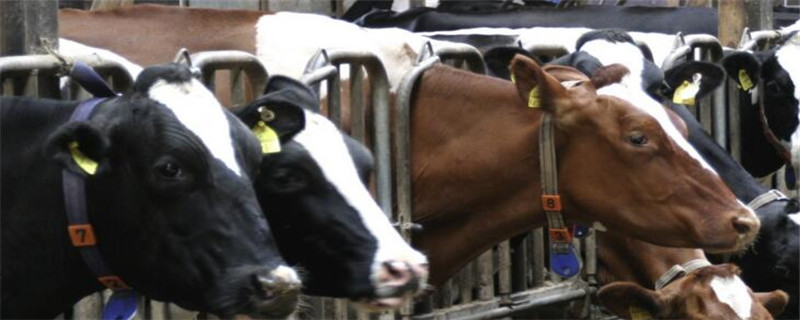 贵州适合养殖什么动物