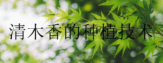 清木香的种植技术
