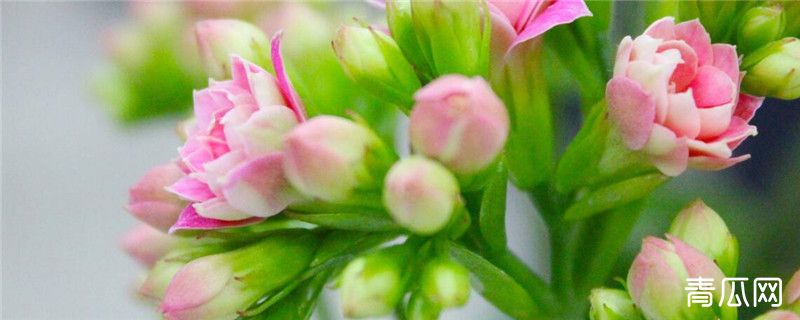 长寿花怎么施肥