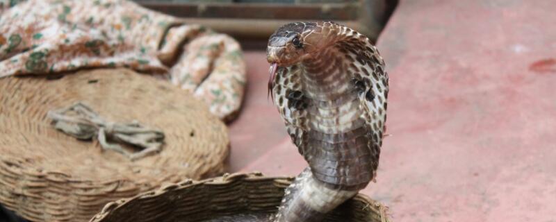 眼镜蛇什么时候命名的