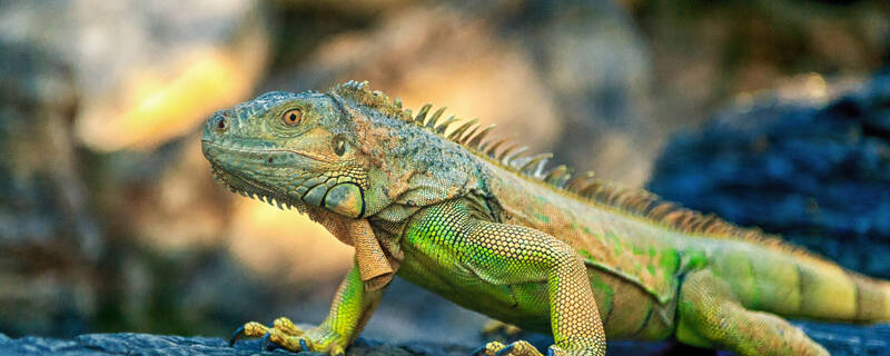 蜥蜴怕什么气味