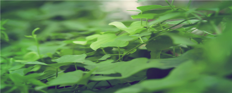 心叶藤怎么施肥