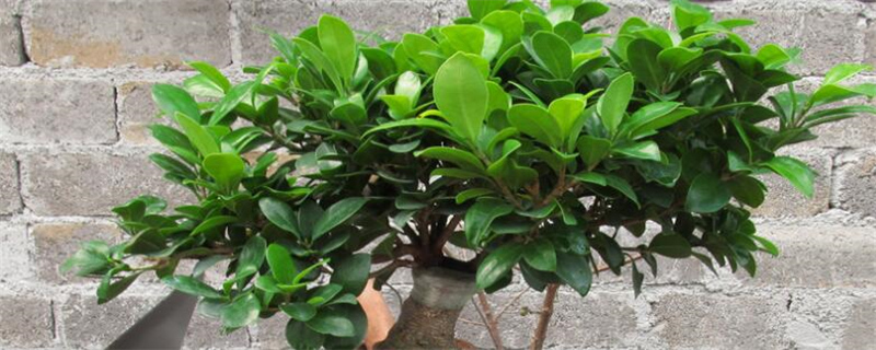 人参榕怎么施肥