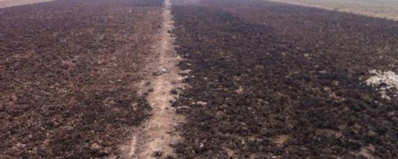 果树为什么不能用鸡粪